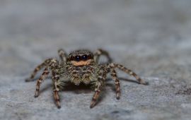 schorsmarpissa