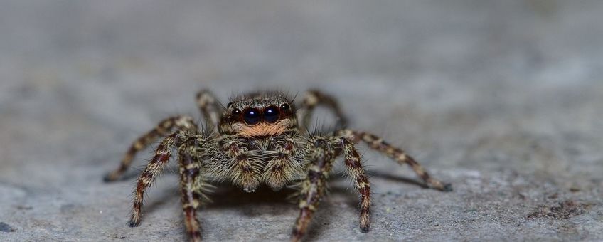 schorsmarpissa