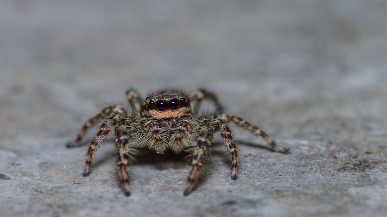 De schorsmarpissa heeft vier ogen voor en nog vier op de rug