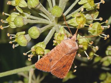 Ook bruine herfstuil snoept graag op klimop