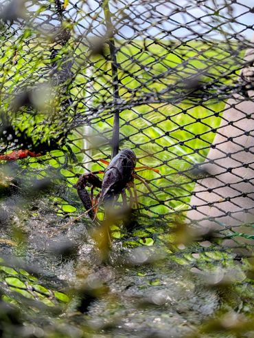 Amerikaanse rivierkreeft in een fuik, afkomstig uit een bijna leeggegeten sloot in West-Nederland