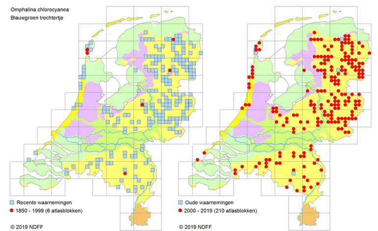 Verspreidingskaarten van Blauwgroen trechtertje voor en na 2000