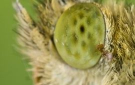 Nina Fatouros eenmalig gebruik, De minuscule sluipwesp (Trichogramma evanescens) lift mee op een koolwitje. (Credit: bugsinthepicture.com)