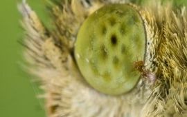 eenmalig gebruik, De minuscule sluipwesp (Trichogramma evanescens) lift mee op een koolwitje. (Credit: bugsinthepicture.com)