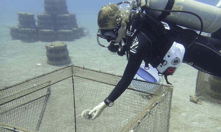 A researcher introducing a West Indian sea egg on an artificial reef. The reef is caged to measure the effect of the grazer on the algae