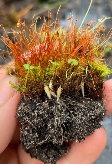 Het mos heeft de jonge kiemplanten van Zwartblauwe rapunzel goed beschermd tegen uitdroging