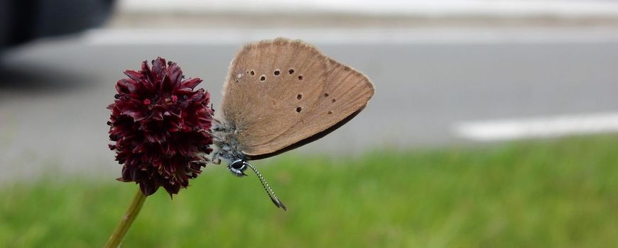 Nature Today | Dark blue butterfly no longer seen in the Netherlands