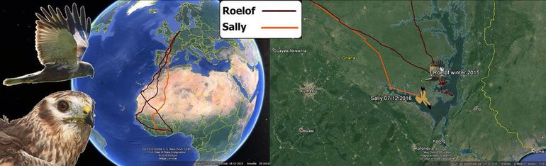 Migratietracks van Grauwe Kiekendief Sally en Bruine Kiekendief Roelof. Beide vogels doen tijdens hun overwintering het stroomgebied van de Volta in zuidelijk Ghana aan