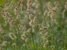 Dactylis glomerata, kropaar, cock's-foot