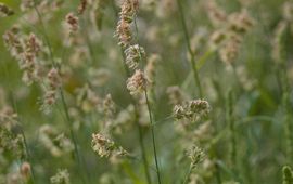 Dactylis glomerata, kropaar, cock's-foot