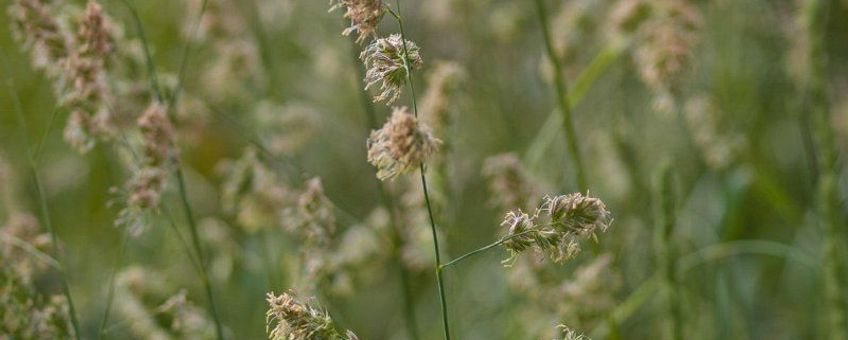 Dactylis glomerata, kropaar, cock's-foot