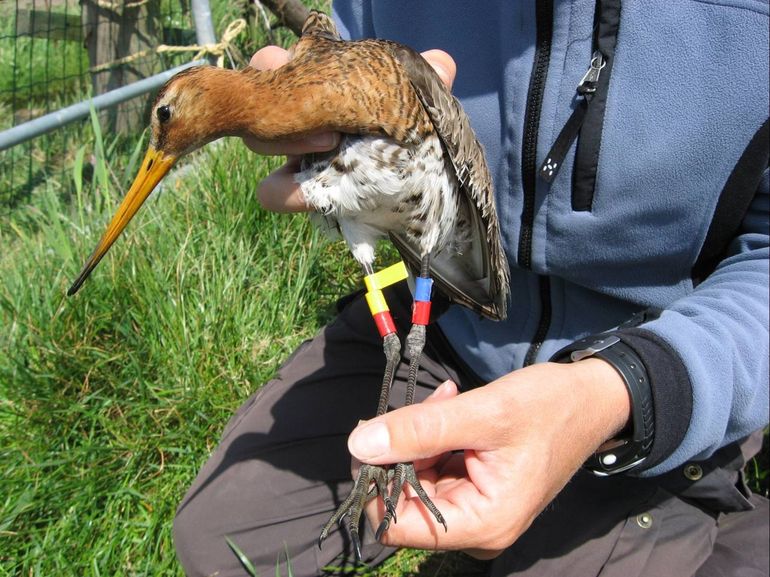 Na het kleurmerken is steeds een foto gemaakt om extra goed te documenteren welke merkjes in het veld zijn aangebracht