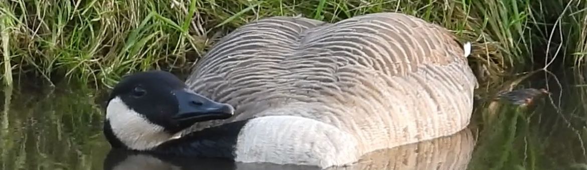 Grote Canadese Gans met vogelgriep