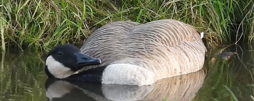 Grote Canadese Gans met vogelgriep