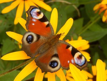 De nieuwe dagpauwogen gaan op zoek naar bloeiende planten om een goede voedselvoorraad mee de winter in te nemen