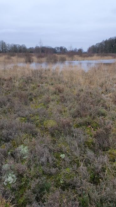 Waar de toplaag en pijpenstrootje is verwijderd, staat nu volop water 