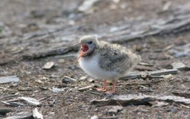 Sterna hirundo. Visdief, pullus, jong