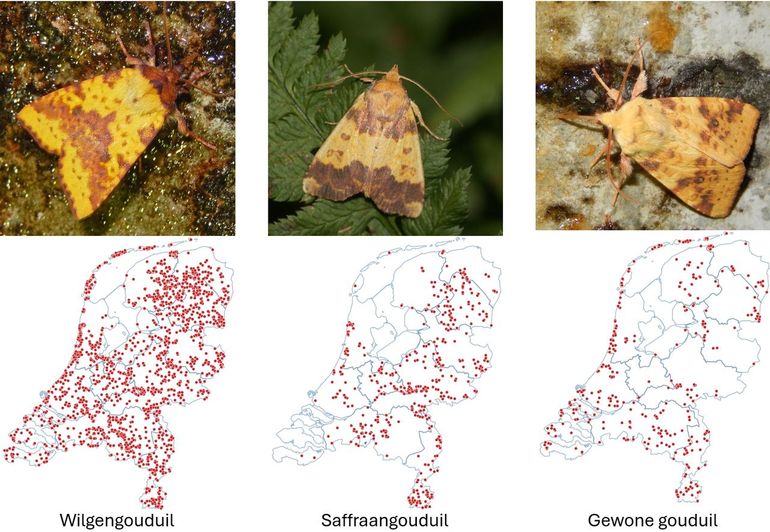 De drie meest algemene gouduilen met kaartjes met de waarnemingen van de afgelopen vijf jaar