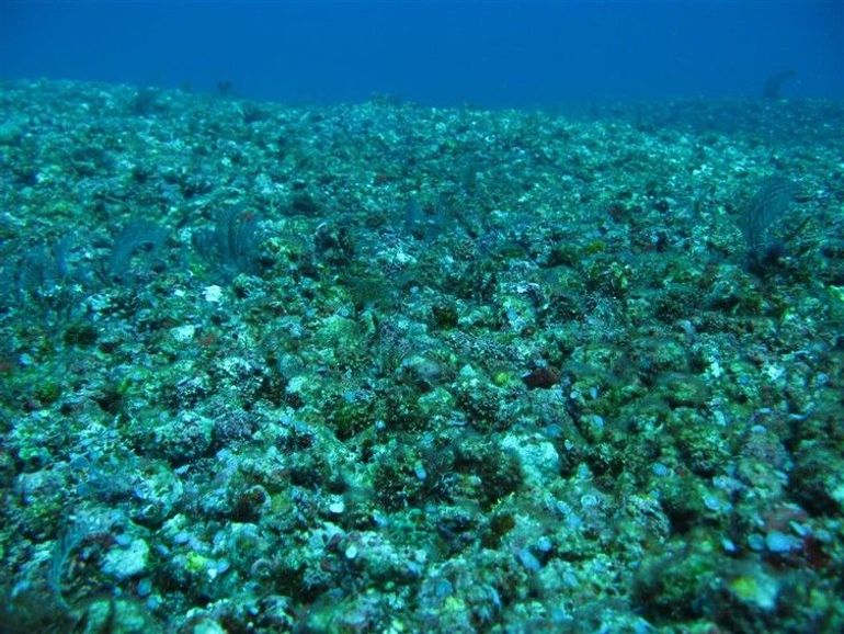 Corals damaged by dynamite fishing