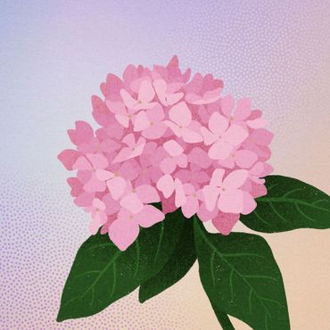 Hydrangea macrophylla &lsquo;Otaksa&rsquo;
