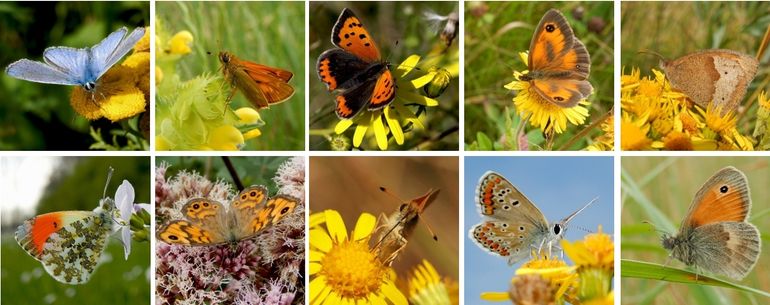 Graslandvlinders die zich prima thuisvoelen in natuurlijk openbaar groen, v.l.n.r., boven: icarusblauwtje, groot dikkopje, kleine vuurvlinder, oranje zandoogje & bruin zandoogje, onder: oranjetipje, argusvlinder, zwartsprietdikkopje, bruin blauwtje & hooibeestje