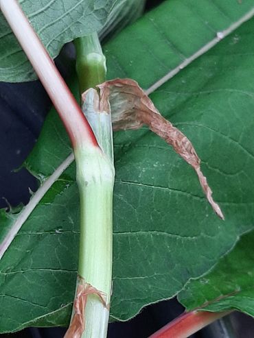 De grote bruine steunbladeren/tuitjes zijn onmiskenbaar aan Afghaanse duizendknoop!