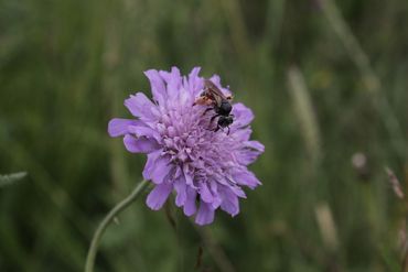 Beemdkroon is een goede voedingsbron voor insecten