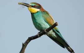 Werkgroep Bijeneters Nederland Bijeneter met libelle