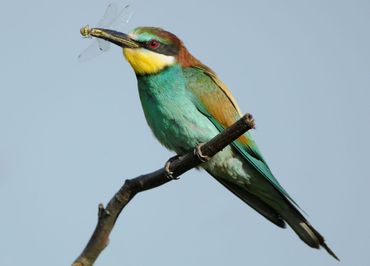 Bijeneters eten behalve bijen ook wespen, hommels, libellen en vlinders