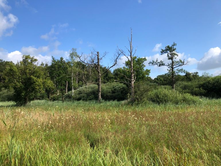 Overal in De Bruuk staan dode stammen. Door de nattigheid zullen steeds meer eiken plaatsmaken voor elzen en wilgen. 