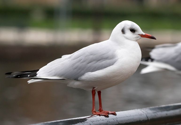 Kokmeeuwtjes zijn ook stadsbewoners