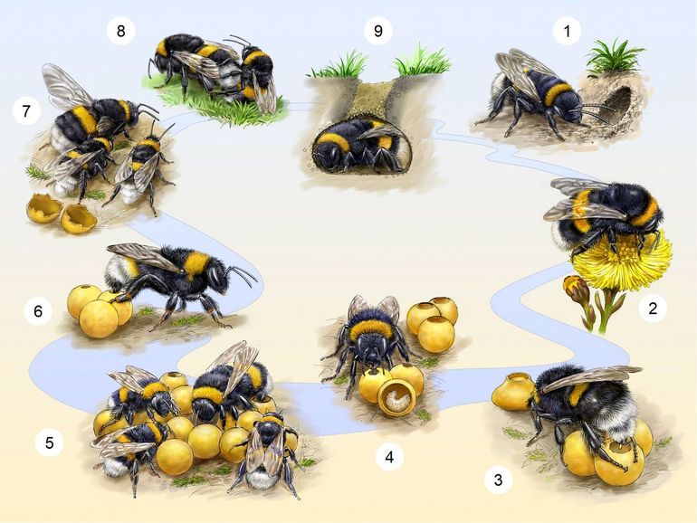 Aardhommel als voorbeeld voor levenscyclus van een sociale hommelsoort. 1. De koningin ontwaakt in het vroege voorjaar uit haar winterslaap en gaat op zoek naar een nestelplek. 2.  De koningin verzamelt voedsel voor haar eerste broed. 3. De koningin legt de eitjes waaruit de eerste werksters komen. 4. De eitjes zijn uitgekomen en de koningin voert de larven. 5. De werksters van het eerste broed zijn verpopt en brengen het volgende broed groot. 6. Soms dringt een vrouwtje van de grote koekoekshommel het nest binnen en legt daar haar eitjes, de larven worden door de aardhommelwerksters grootgebracht. 7. In de zomer bereikt de kolonie het punt dat er mannetjes en nieuwe koninginnen worden geproduceerd. 8. De nieuwe koninginnen paren met mannetjes uit andere kolonies. 9. De bevruchte koningin gaat in winterslaap