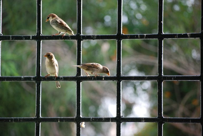 Ramen zijn een probleem voor vogels, als niet duidelijk is of ze er nu wel of niet door kunnen
