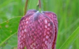 Fritillaria meleagris. Kievitsbloem