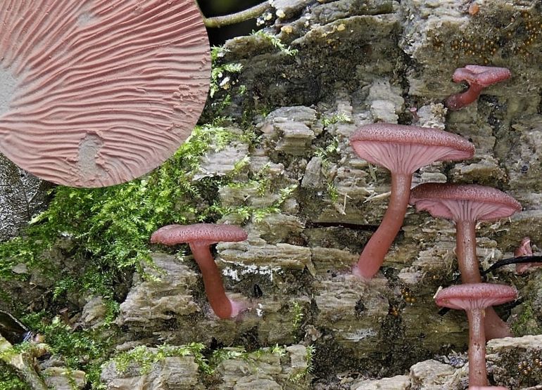 Omphalina discorosea op vochtig populierenhout en met een sporee als inzet in de linkerbovenhoek