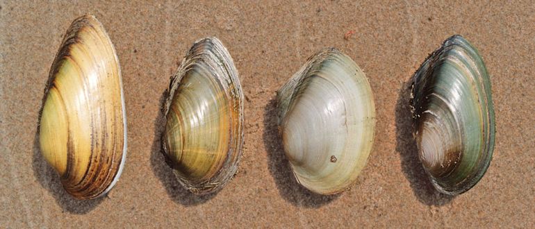 Vier grote mosselsoorten die in het Wantij zijn vastgesteld. Van links naar rechts Zwanenmossel, Bolle stroommossel, Vijvermosel en Platte zwanenmossel. De Platte zwanenmossel staat vermeld op de Rode Lijst weekdieren en is bovendien een soort van de Leefgebiedenbenadering. Dit laatste vanwege het feit dat deze in Nederland relatief veel voorkomende soort in andere Europese landen beduidend zeldzamer is