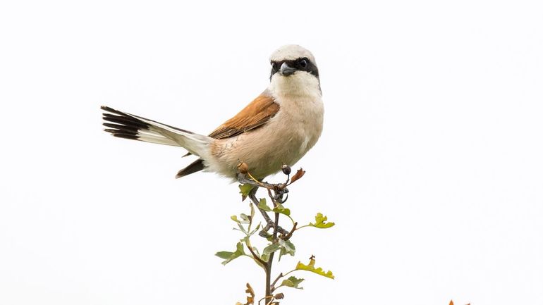 De grauwe klauwier is een van de soorten die profiteert van natte natuur