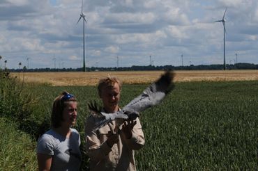 Grauwe Kiekendief met een kleine logger zonder antenne