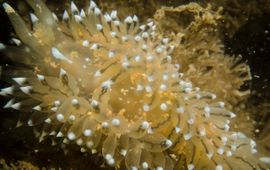 Massale infectie van het zeenijntje Doridicola agilis op een Blauwtipje (zeenaaktslak)