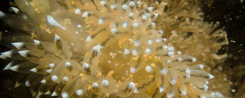 Massale infectie van het zeenijntje Doridicola agilis op een Blauwtipje (zeenaaktslak)