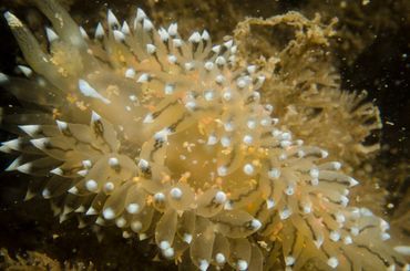 Massale infectie van het zeenijntje Doridicola agilis op een Blauwtipje (zeenaaktslak)