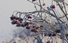 Viburnum opulus, Gelderse roos