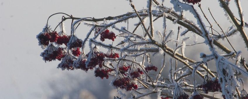 Viburnum opulus, Gelderse roos