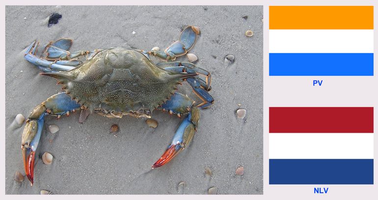 Blauwe zwemkrab uit Amerika met een connectie met Nederland. Links: vrouwtje met oranjerode scharen, USA, Little Talbot Island, Florida, 10/15/2004. Rechtsboven: de oude Prinsenvlag (PV); rechtsonder: huidige Nederlandse vlag (NLV) 