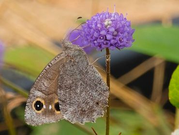 Blauwe knoop staat volop in de nectarkroegen en wordt regelmatig bezocht: hier door een kleine heivlinder