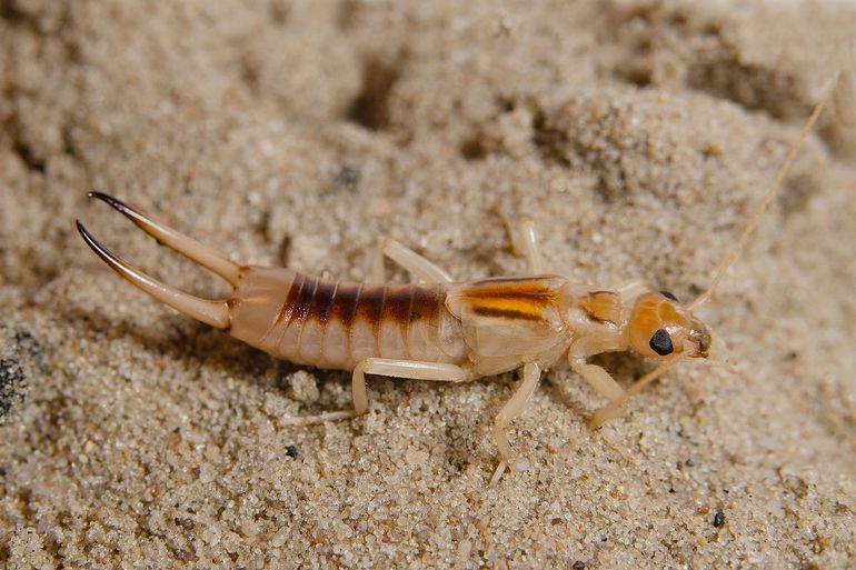 De zandoorworm heeft een reservepenis. Voor het geval d&aacute;t