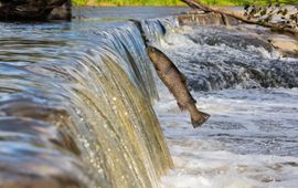 Petteri Hautamaa, WWF Finland Salmon, Finland