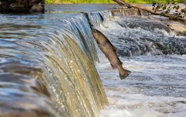 Salmon, Finland