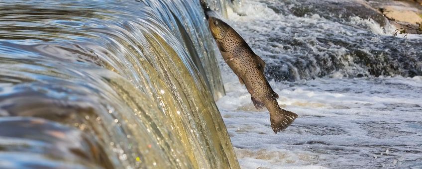 Salmon, Finland