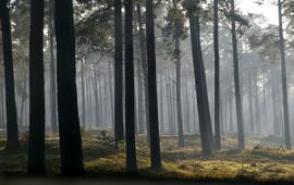 Foto Fitis-Sytske Dijksen, Saxifraga Veluwe